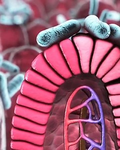 Our proprietary probiotic DNA verified to be alive and thriving. 🏆 Rated #1 Probiotic Supplement by America's Oldest Non-Profit the N.H.F. (National Health Federation) 👩‍⚕️ There's no other gut health supplement that has ACTUALLY helped thousands of people. Here's the difference. ✔ Researched With Solution in Mind ✔ DNA Verified - 100% Survivability ✔ Eliminates Hunger, Sugar, and Carb Cravings ✔ Over 9.4 Billion CFU, SPORE FORM Only ✔ Thousands of Happy Customers Stop treating symptoms, and g