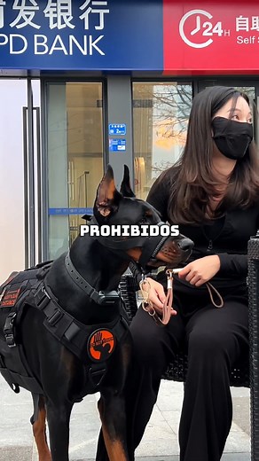 3 perros prohibidos en el mundo. | Tops cool