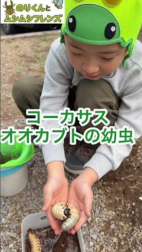 コーカサスオオカブトの幼虫#コーカサスオオカブト#幼虫#のりくんとむしむしフレンズ