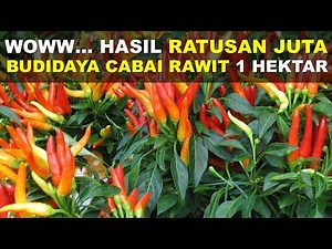 Analysis of Chili Cultivation Business || The Results Are Hundreds of Millions