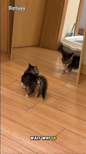 Tiny Gray Kitten Sees Itself in the Mirror for the First Time Funniest Cat Reaction Ever