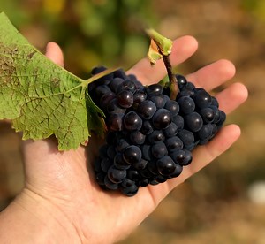 About - Château Petit Freylon