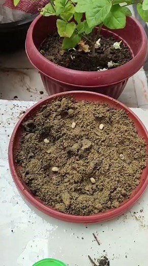 growing kidney beans at home|Kitchengardening