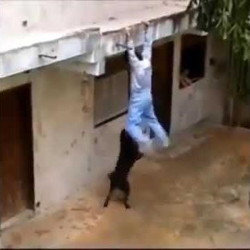 rottweiler attack human thief #rottweiler #short
