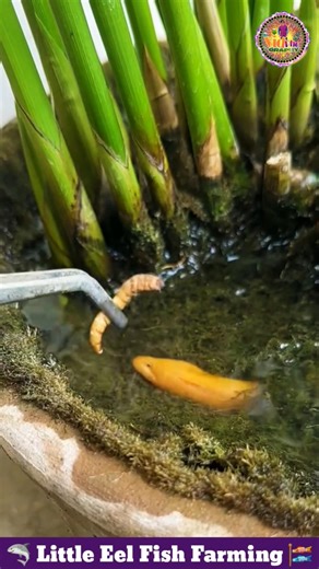 Little Eel Fish Farming 🦈 Fish Video 🐠 Fish Farming Video 🎏 #eel #fishing #fish #shorts