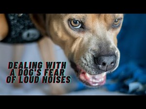 The strategies for dealing with a dog's fear of loud noises