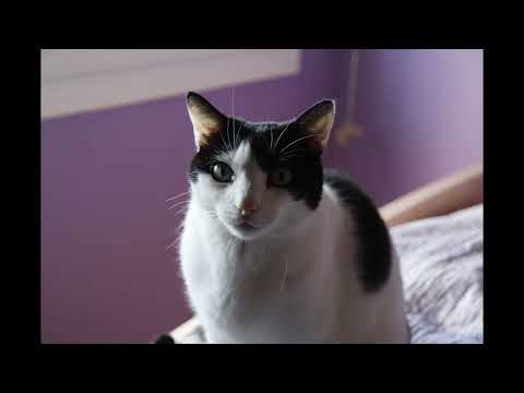 Willy El Gato 26/11/2025 Por Hector Delgado