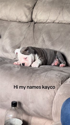 #kayco #old #english #bulldog #fyp