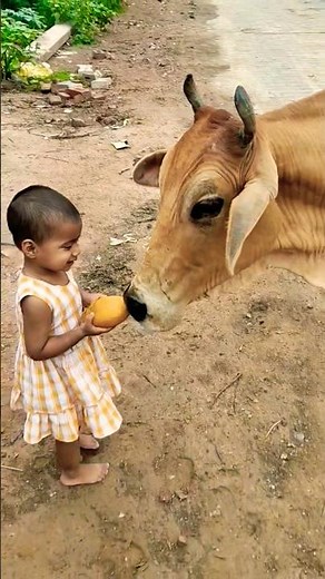 क्युट❤️ गौरी🙏#babycow #shortsfeed #calf #shortvideo #cow #ytshorts #cowvideos #shorts #cowvideo #cut