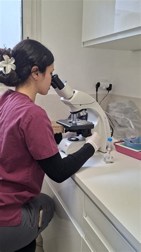 🔬 Ce que vous voyez au microscope ici… Ce sont des acariens. Chez ce chat, ils sont responsables de ce qu’on appelle 👉 la gale des oreilles. Ces parasites microscopiques vivent dans le conduit auditif et provoquent : • démangeaisons • sécrétions foncées • inconfort parfois important Au microscope, le diagnostic est clair. La gale des oreilles est fréquente chez le chat, surtout chez les jeunes ou en collectivité, et elle se traite efficacement. 👉 D’où l’importance d’un examen précis en consul