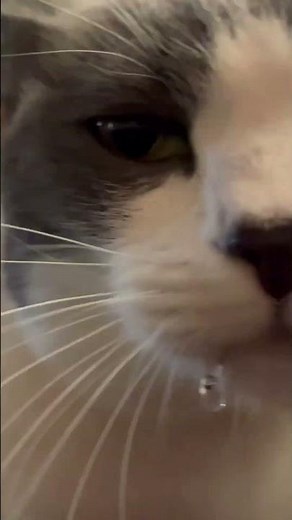 My cat drooling from really close up