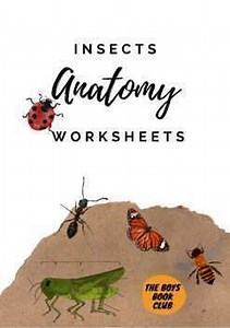 Insects Anatomy Homeschool Worksheets