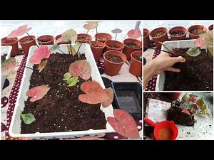 Cách trồng môn Caladium Danasty bằng củ: trồng cây con sau 1.5 tháng