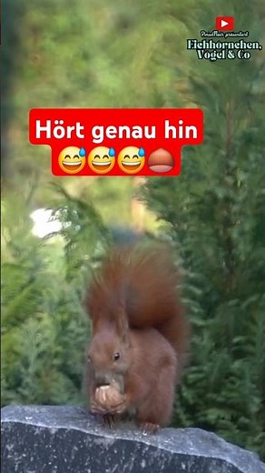 #Eichhörnchen Geräusche beim Walnuss knacken🌰 #squirrelcompilation #nahrung # #squirrelsounds