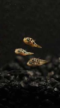 Are Pea Puffers Easy?! | Pea Puffer Diet, Tank Mates and MORE