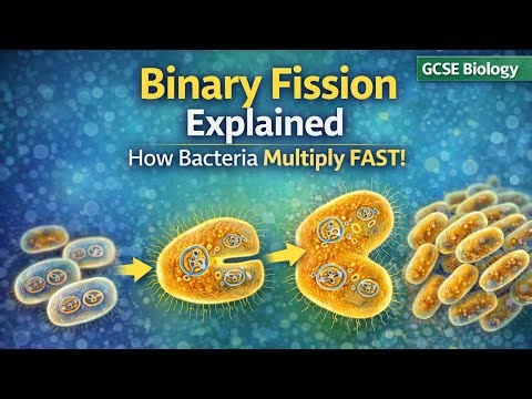 Binary Fission Explained – How Bacteria Multiply FAST!