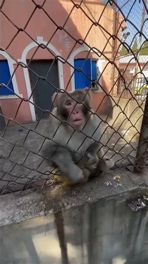 Mono vs Un Humano 🐒🏋️‍♂️ El mundo animal random 😂