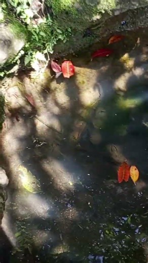 #3 gravity Flow spring water from rocks on the mountain #FloTechCommunity