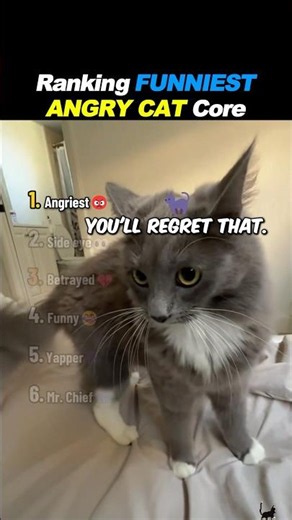 Ranking FUNNIEST Angry Cat Core 😾🔥