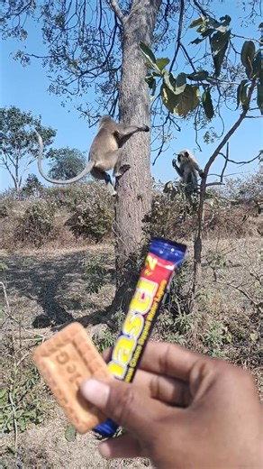 langur par se jump de diya 🙏🙏🐒#monkey #langur #animals
