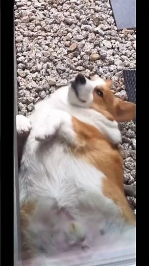 どすこいコーギー、爆睡中でも遠吠えだけは欠かさない | chubby corgi howls