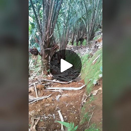 Exploring Dense Tropical Forests with Majestic Palm Trees