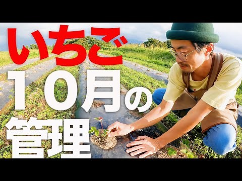 【イチゴの栽培】１０月に行うイチゴの苗の定植後の管理。大事なポイントを農家が初心者にもわかりやすく解説。