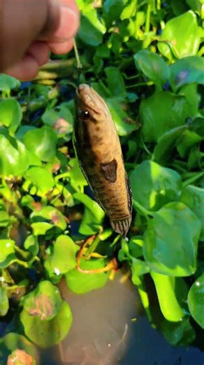 BIG TAKE FISHING HOOK bile🎣 🔥 I caught a huge bluegill #fishing