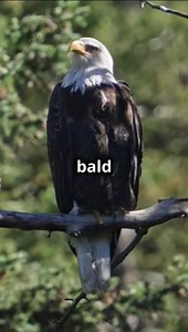 Eagles vs Vultures_ Battle of the Birds