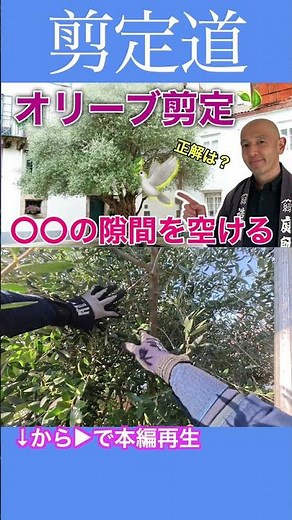 Olive tree pruning: Create a stylish garden with your own hands. The right gap is the right answe...