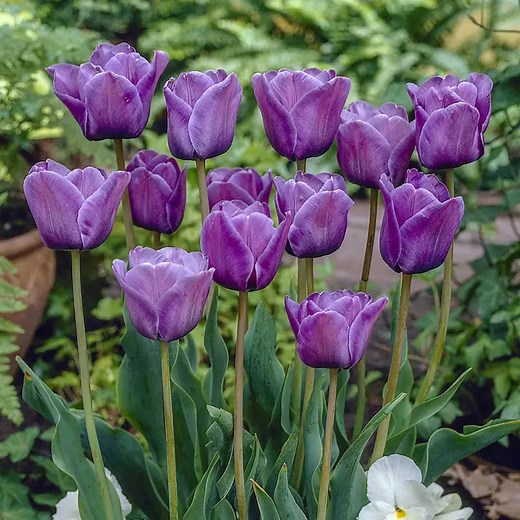Bleu Aimable Tulip