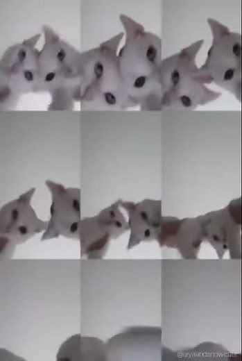 Tik Tok Mr. Sandman Cats