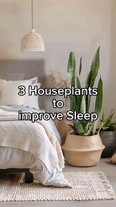 10K views · 205 reactions | 3 Houseplants to improve Sleep. #SleepBetterAreca Palm (Dypsis lutescens):  Boosts bedroom humidity for improved sleep quality.  #ArecaPalmSnake Plant (Sansevieria trifasciata):  Releases oxygen at night, enhancing sleep.  #SnakePlantCast Iron Plant (Aspidistra elatior):  Purifies the air for a restful night’s sleep.  #castironplant | RootGrowings | Facebook