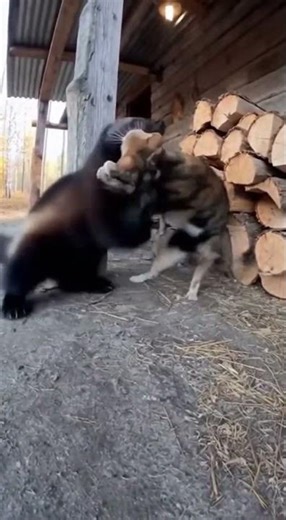 😼🔥 Cat Vs. Wolverine: Cat WINS! #CatVsWolverine #BraveCat #Viral