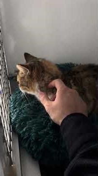 💕Our cat with the nasal tumor💕 #shorts