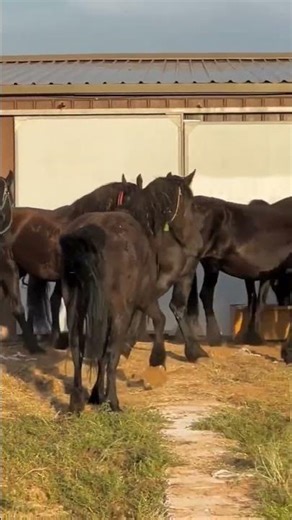 TEN HOURS until the auction starts.10 wild horses that need our help.