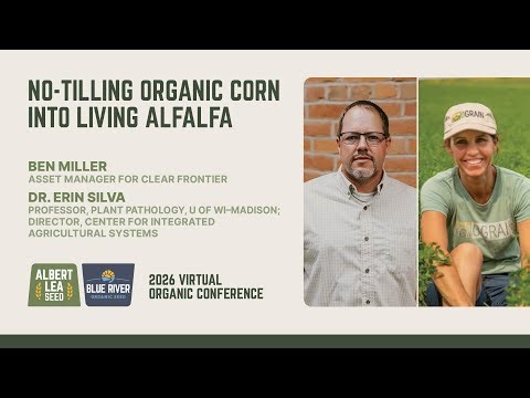 No-Tilling Organic Corn into Living Alfalfa, Part 1 | Dr. Erin Silva from U of WI