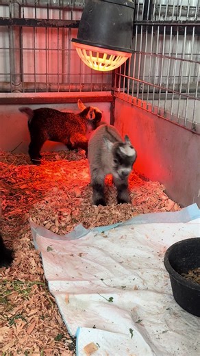 Adorable Baby Goats: The Cutest Animals on TikTok