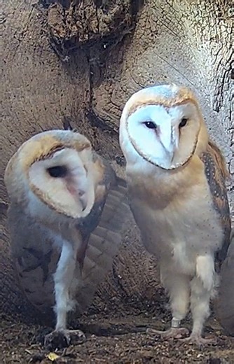 In the weeks following their first ever flights, barn owl chicks Thunder, Storm & Cloud spent their rest periods hanging out together back at the nest #barnowl #owl #birdcam | Robert E Fuller