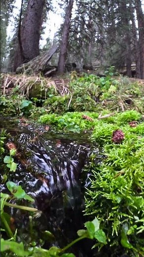 GoPro Hero 13 + Macro lens: Capturing Colorado's Trails Up Close! #nature #gopro #goprofootage