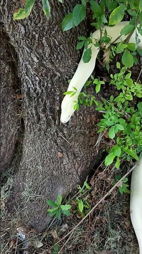Burmese python Handling Tips #reptiles