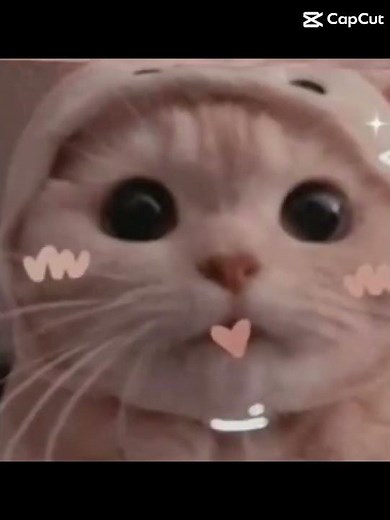 Cute cat pfp edit! 🎀💗🐈😚 (screenshot and crop)