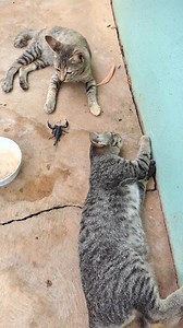 12K views · 76 reactions | #Reals #Cat #animals #Manycat #home #Primitive #Ideas | Primitive Ideas | Facebook