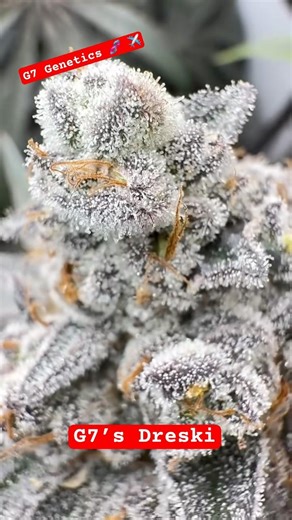 Fully Pollinated Cannabis… But Still Frosty AF ❄️ G7 Dreski 3 (Apple Tassie 69 × Wedding Cake)
