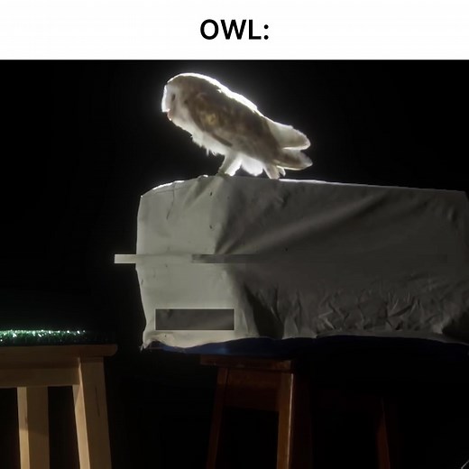 Owl Phonk Song – MONTAGEM ARTEMIS (Phonk Music)