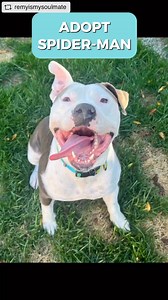 2.9K views · 381 reactions | UPDATE: SPIDER-MAN IS IN FOSTER, BUT...