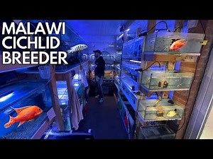 EPIC Malawi breeding CICHLID fish room *