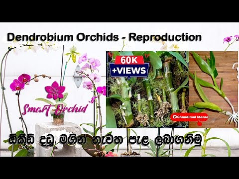How to do Dendrobium Orchid Reproduction | ඕකීඩ් දඩු මගින් නැවත ඕකීඩ් පැළ ලබාගනිමු