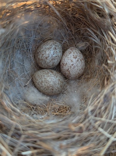 Bird Nest with Eggs Found: What To Do