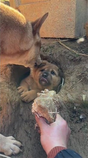 The little ferocious beast was plucked, the pastoral dog, the little milk dog, the Chinese pastoral